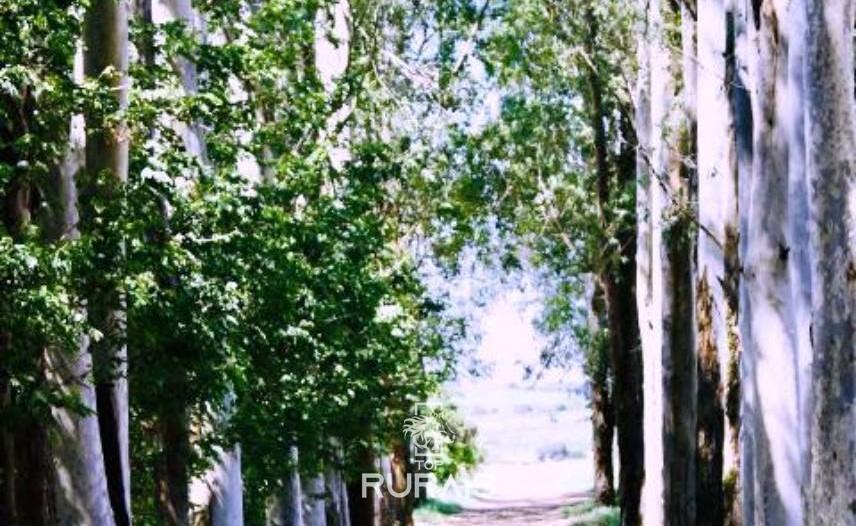 Haras formado à venda em Boituva-Sp. 8 alqueires.