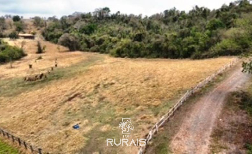 Haras formado na região de Tatui-SP.