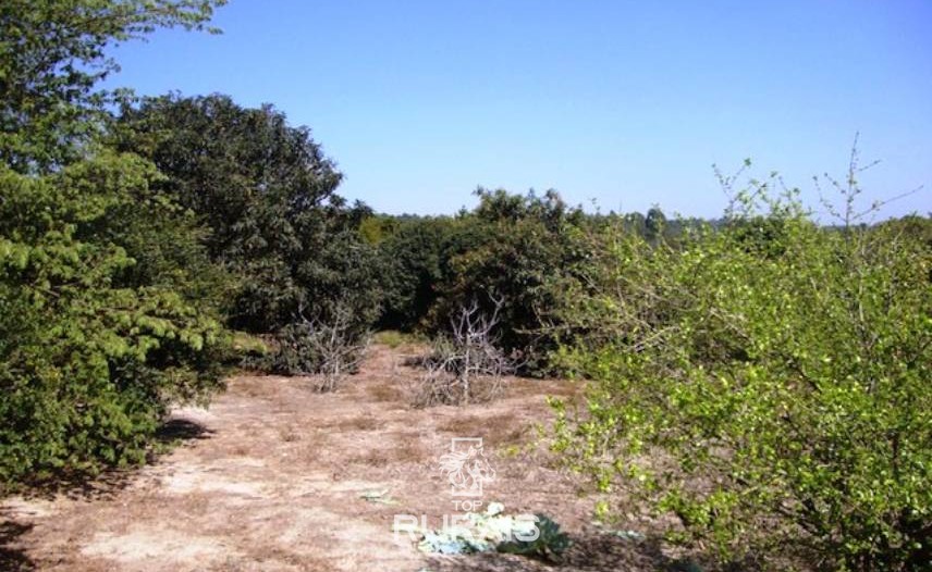 Sítio com 03 alqueires à venda em Itu -SP.