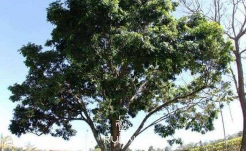 Haras formado à venda em Boituva-Sp. 8 alqueires.