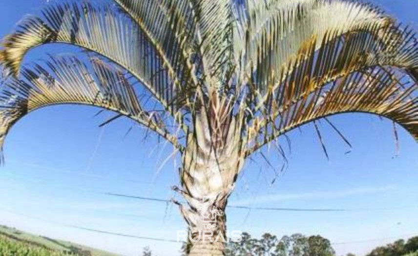 Haras formado à venda em Boituva-Sp. 8 alqueires.