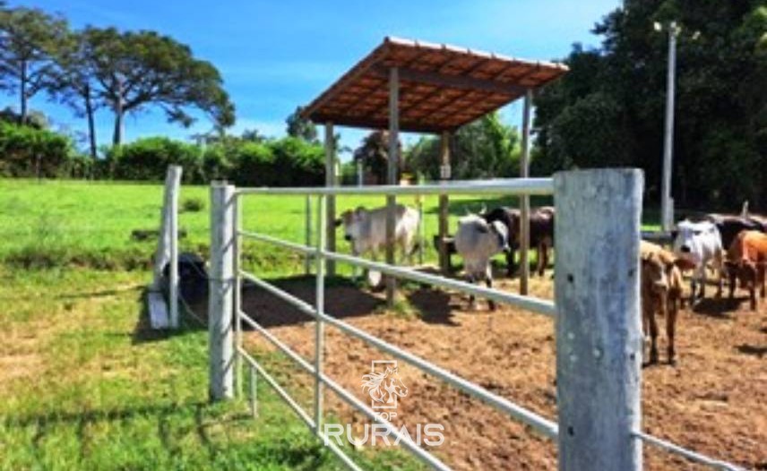 Haras formado à venda em Porto Feliz-SP.